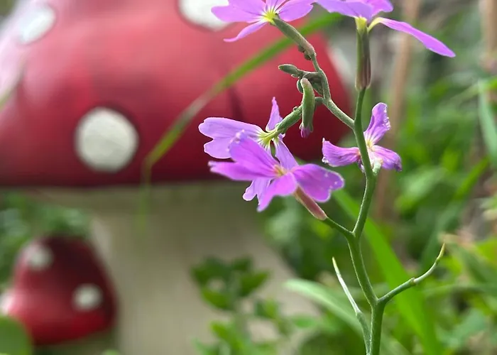 μαϊστράλι *